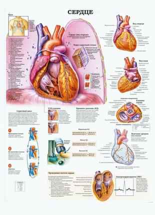 Сердце человека - постер