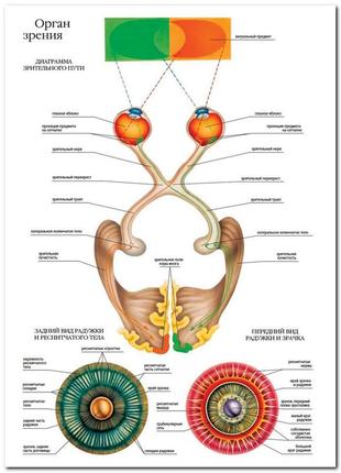 Орган зрения - плакат