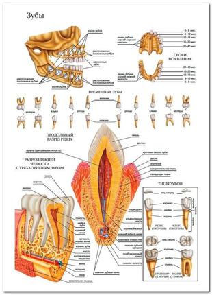 Зубы - плакат