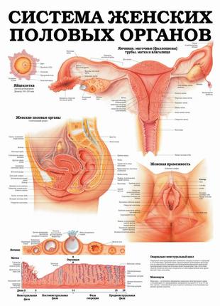 Система жіночих статевих органів - постер