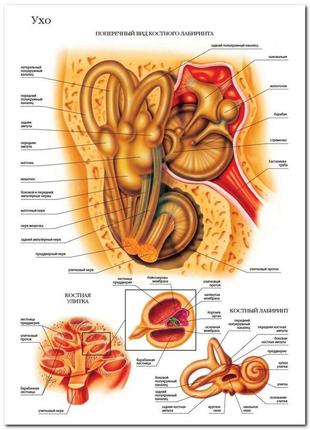 Ухо - плакат1 фото
