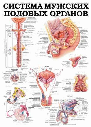 Система мужских половых органов - постер