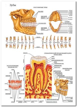 Зубы - плакат