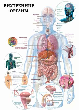 Внутренние органы - плакат