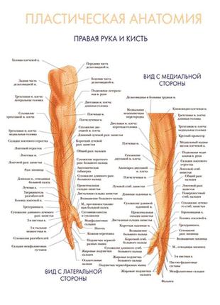 Пластична анатомія права рука та кисть - плакат