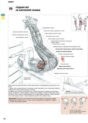 Живот. подъем ног на наклонной скамье - постер