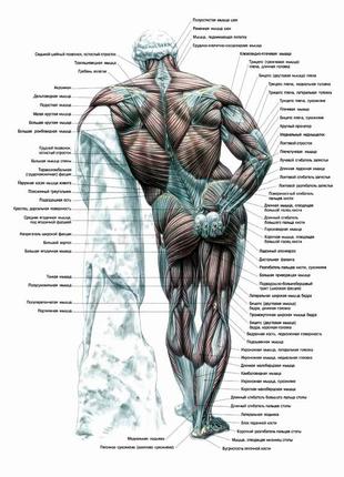 Мышцы человека (вид сзади) - постер1 фото