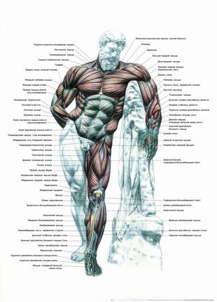 Мышцы человека (вид спереди) - постер