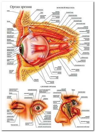 Орган зрения - плакат
