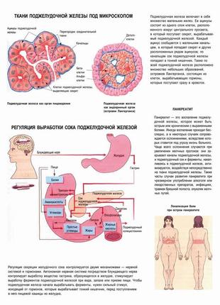 Поджелудочная железа. ткани поджелудочной железы - постер1 фото