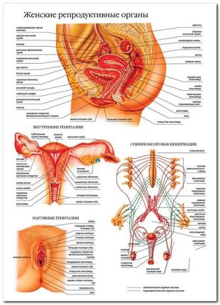 Женские репродуктивные органы - плакат