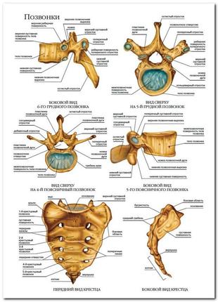 Позвонки  - плакат