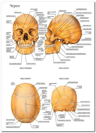 Череп  - плакат