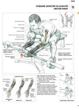 Мышцы. сгибание запястий со штангой хватом снизу - постер