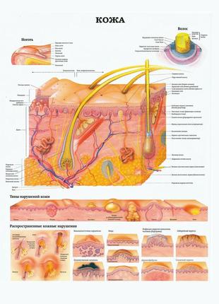 Кожа - плакат1 фото