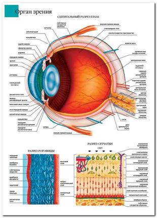 Орган зрения - плакат
