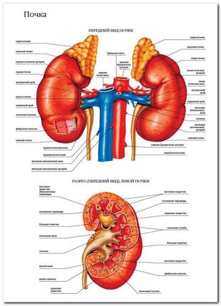 Почка - плакат