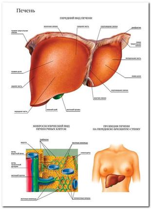 Печень - плакат