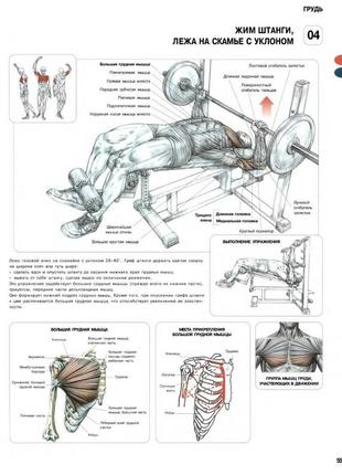 Жим штанги, лежа на скамье с уклоном- плакат