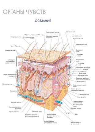 Органы чувств. осязание - постер