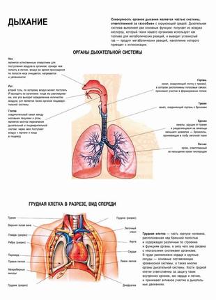 Дыхание. органы дыхания - плакат