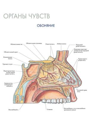 Органи чуття. нюхання - плакат