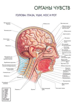 Органи чуття. голова, очі, вуха, ніс та рот - плакат