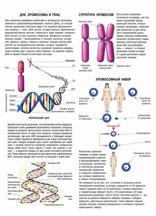 Днк, хромосомы и гены. структура хромосом. хромосомный набор - постер