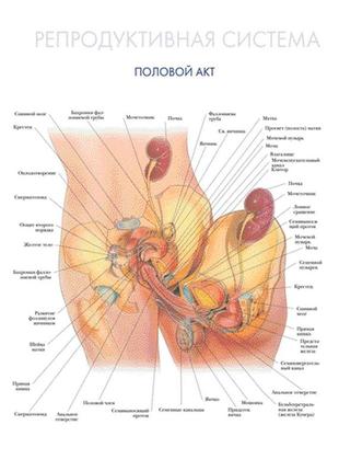 Репродуктивная система. половой акт - плакат