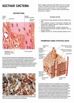 Костная система. костная ткань - постер