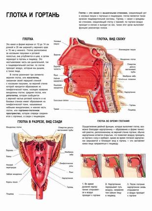 Глотка - плакат1 фото