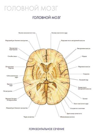 Головной мозг (горизонтальное сечение) - постер