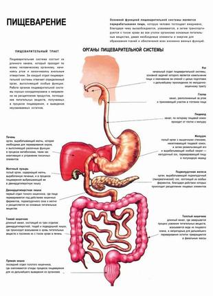 Пищеварение. органы пищеварительной системы - постер