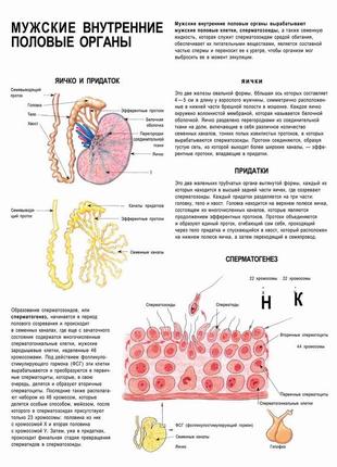 Чоловічі внутрішні статеві органи – плакат