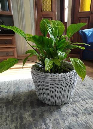 Кашпо з ротангу