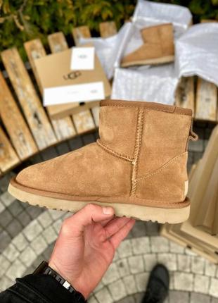 Уггі ugg classic mini chestnut suede