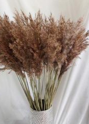 Сухие травы, букет,композиция из сухоцветов1 фото