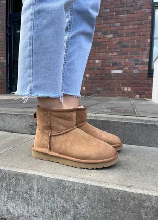 Зимние угги ugg classic mini chestnut suede