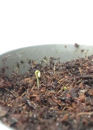 Консервированная новогодняя елка - лучший новогодний подарок