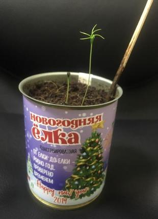 Консервированная новогодняя елка - лучший новогодний подарок