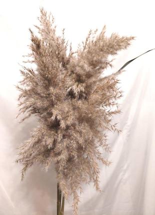 Букет сухоцвета пампасная трава камеш декор