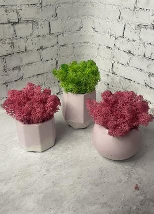 Набір три кашпо із стабілізованим мохом та ваза2 фото