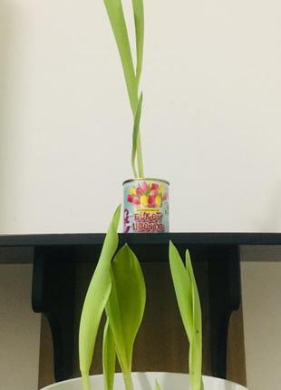 Консервированный букет цветов - консервированные тюльпаны8 фото
