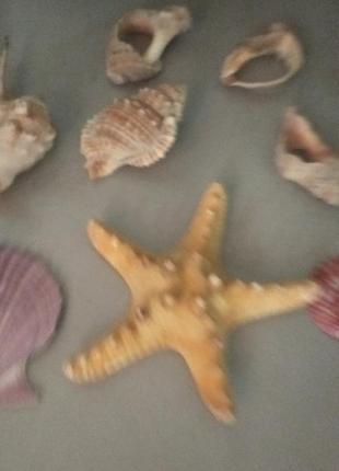 Декор для аквариума с большой морской звездой и морские камни2 фото