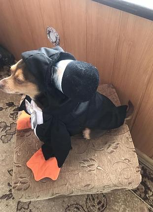 Костюм собаке