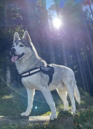 Шлейка/шлея для собак м zoofari зі світловідбиваючими елементами для собак 
шлея для собак від німецького бренду zoofari.3 фото