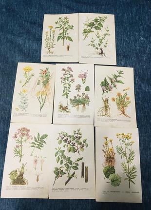 🔥 картинки 🔥 иллюстрации ботанические винтаж растения