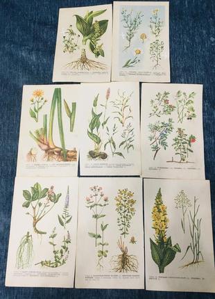 🔥 картинки 🔥 иллюстрации ботанические винтаж растения1 фото