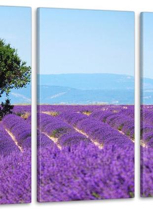Модульная картина природа лаванда art-41_3а с лаковым покрытием