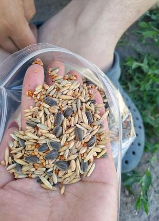 Суміш злаків для папуг та птахів